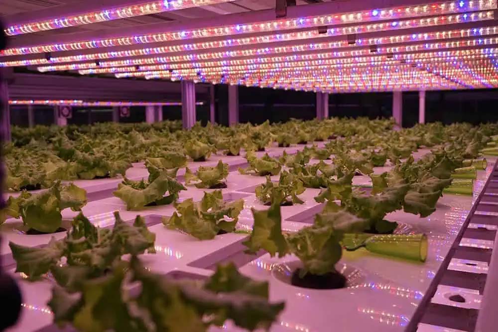 Application scenarios of LED lights planted indoors